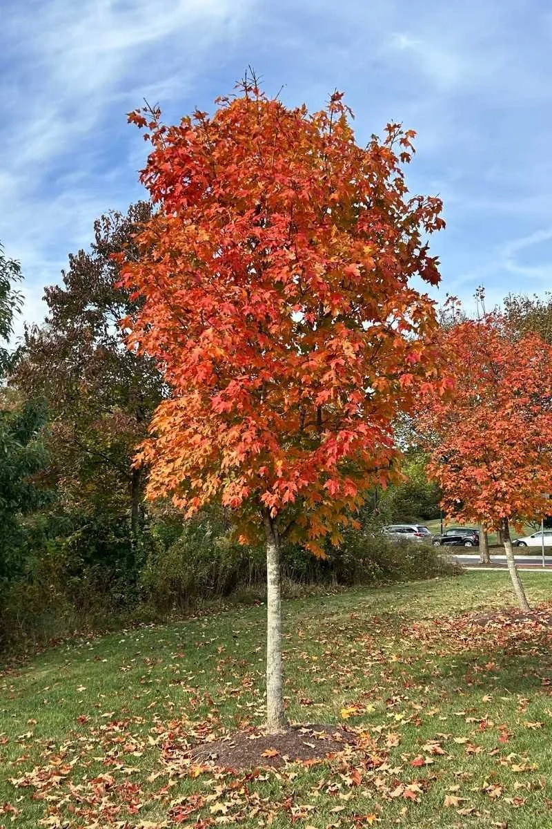 treeページ S4815 50pcs N/Z Scale 1:150 Model Pine Trees Green